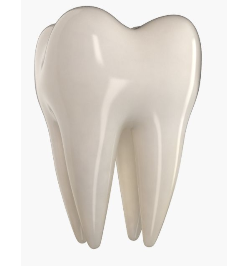 Model of Tooth